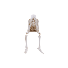 Load image into Gallery viewer, Creative Skeleton Skull Decor
