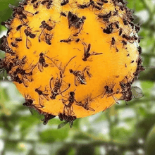 Load image into Gallery viewer, Yellow sticky insect ball