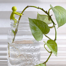 Load image into Gallery viewer, Plant Propagation Buddy