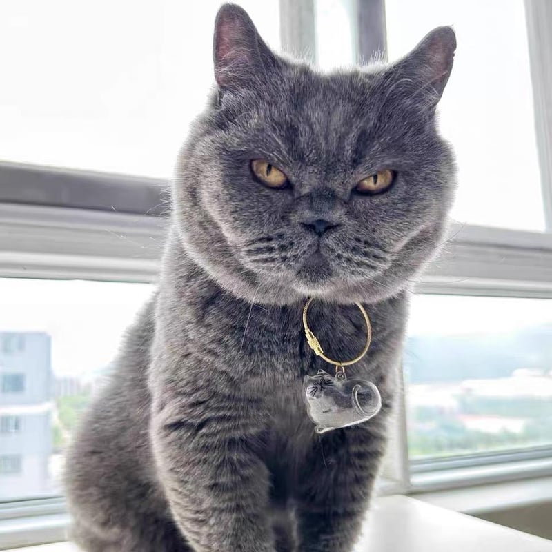 Cat Fur Keepsake Keychain – Transparent Memory Pendant for Pet Hair Storage