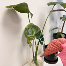 Load image into Gallery viewer, Plant Propagation Buddy