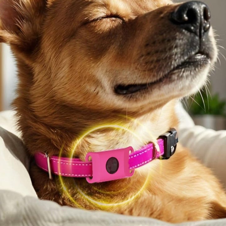 12 Months Flea and Tick Free
