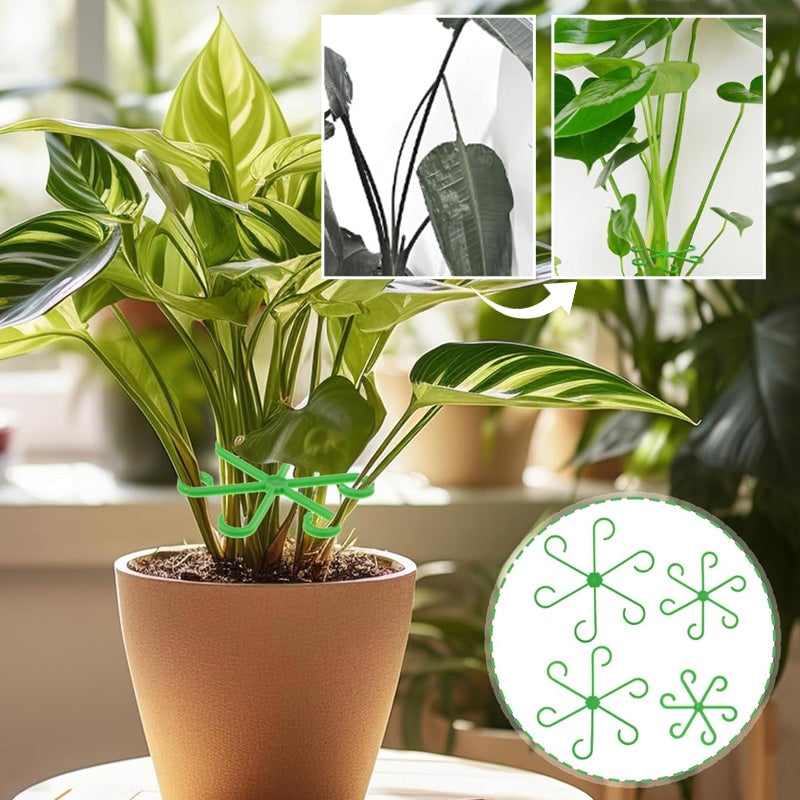 Monstera support retainer sets