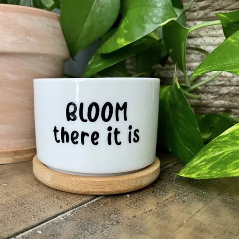 Funny Unique Succulent Pots