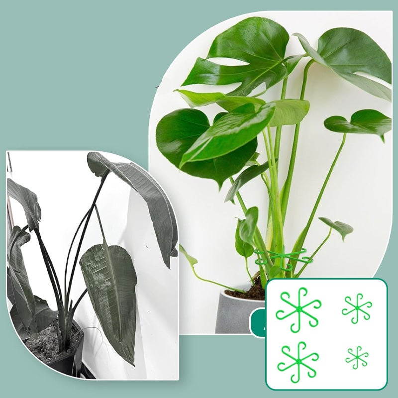 Monstera support retainer sets