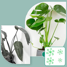 Load image into Gallery viewer, Monstera support retainer sets