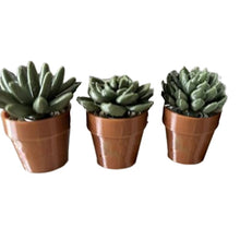 Load image into Gallery viewer, Potted Plant Stress Relief Toy