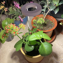 Load image into Gallery viewer, Indoor Plant Growth Light