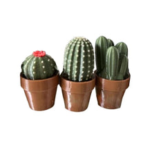 Load image into Gallery viewer, Potted Plant Stress Relief Toy