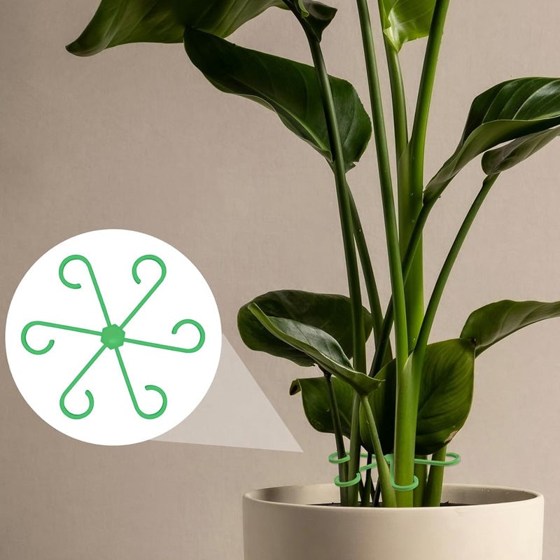 Monstera support retainer sets