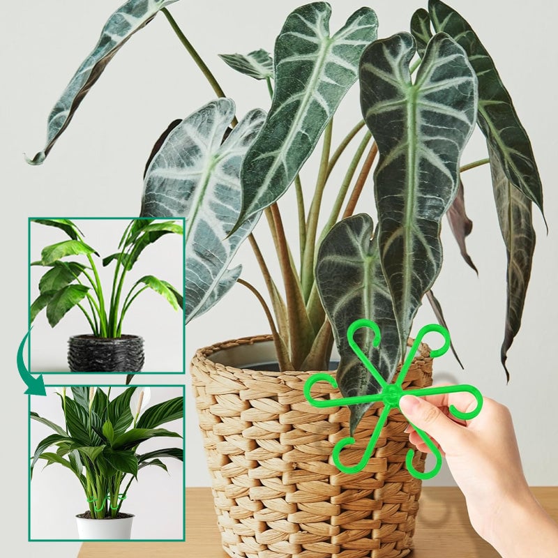 Monstera support retainer sets