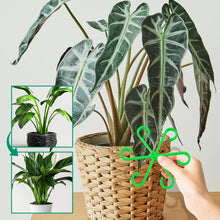 Load image into Gallery viewer, Monstera support retainer sets