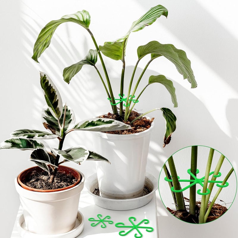 Monstera support retainer sets