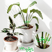 Load image into Gallery viewer, Monstera support retainer sets